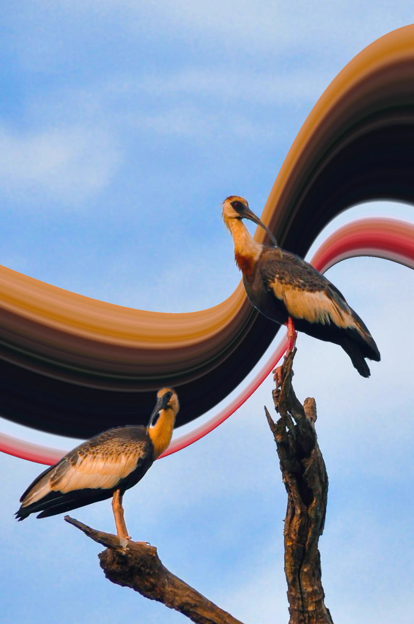 Three birds framed by a black and orange pixel ribbon